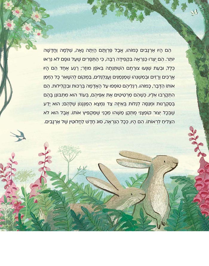 ארנב הקטיפה