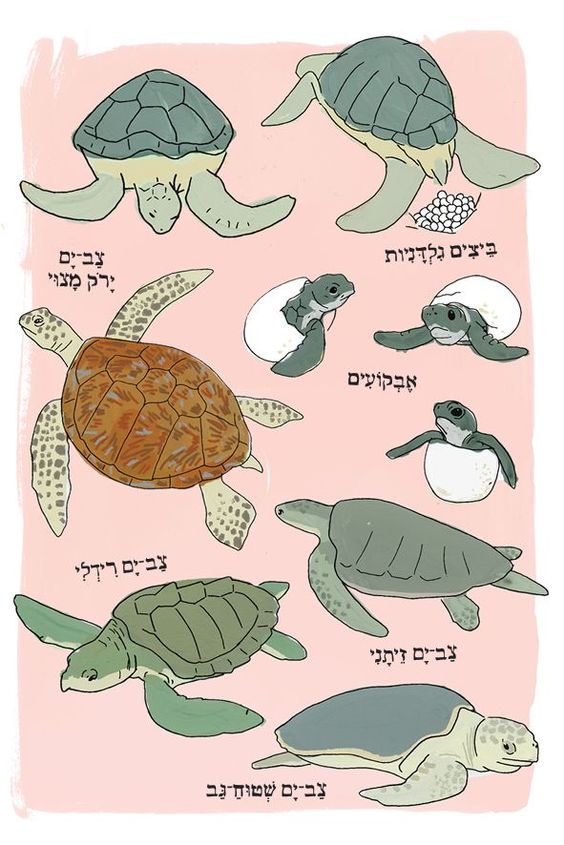 האנטומיה של הים