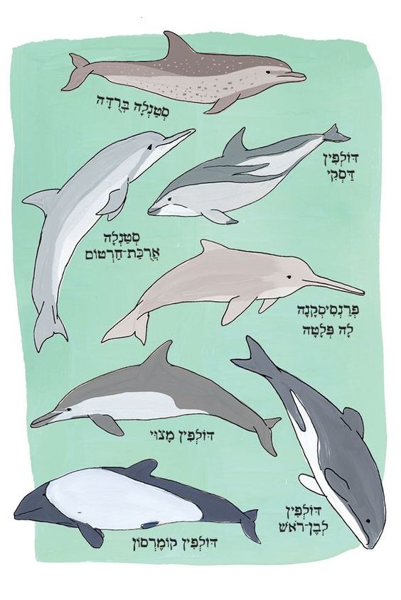 האנטומיה של הים