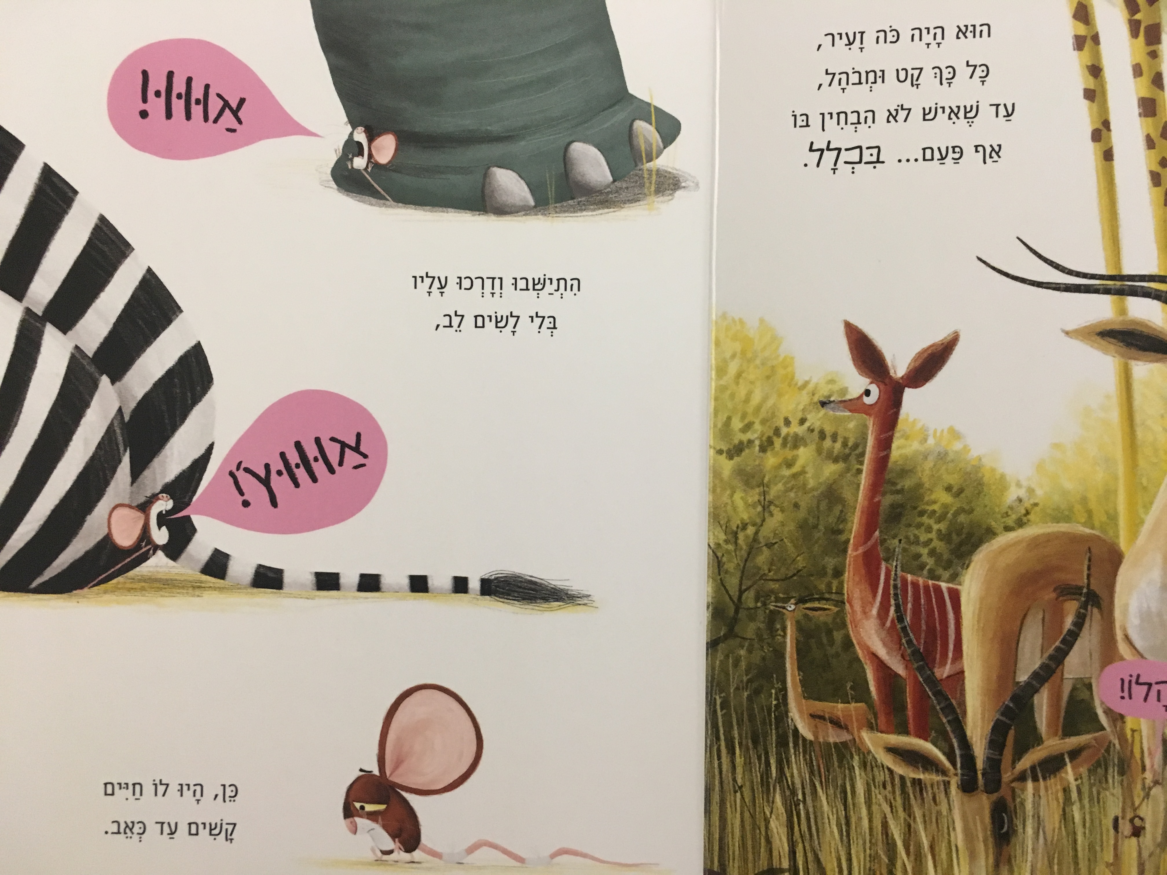 האריה שבפנים - דפי קרטון