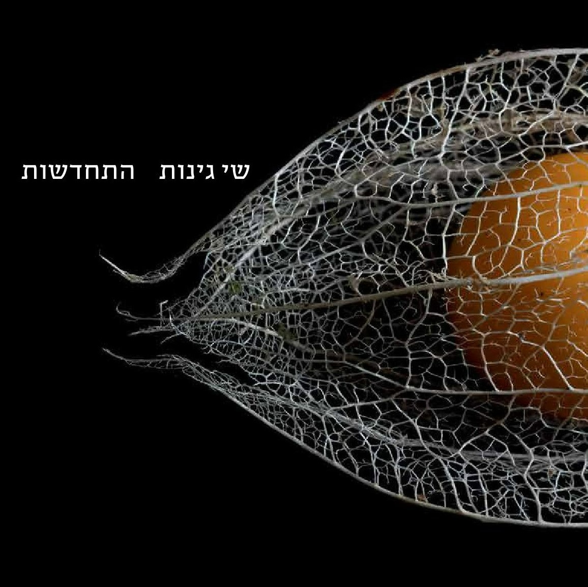 התחדשות