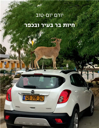 חיות בר בעיר ובכפר