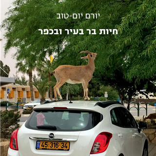חיות בר בעיר ובכפר