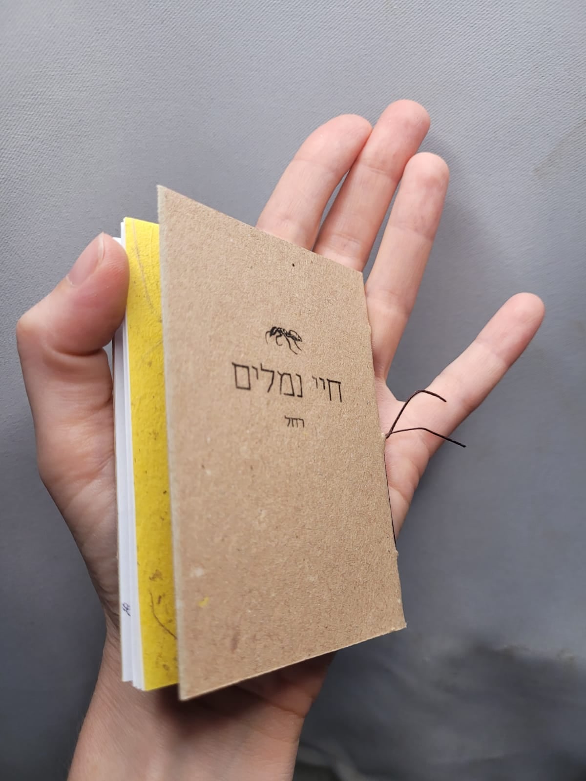חיי נמלים