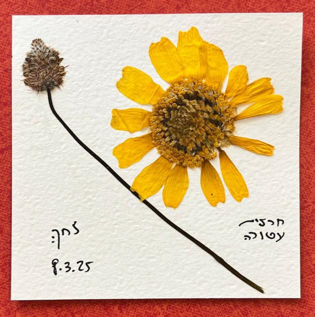 חמישה מכתבים מהכלא ופרח