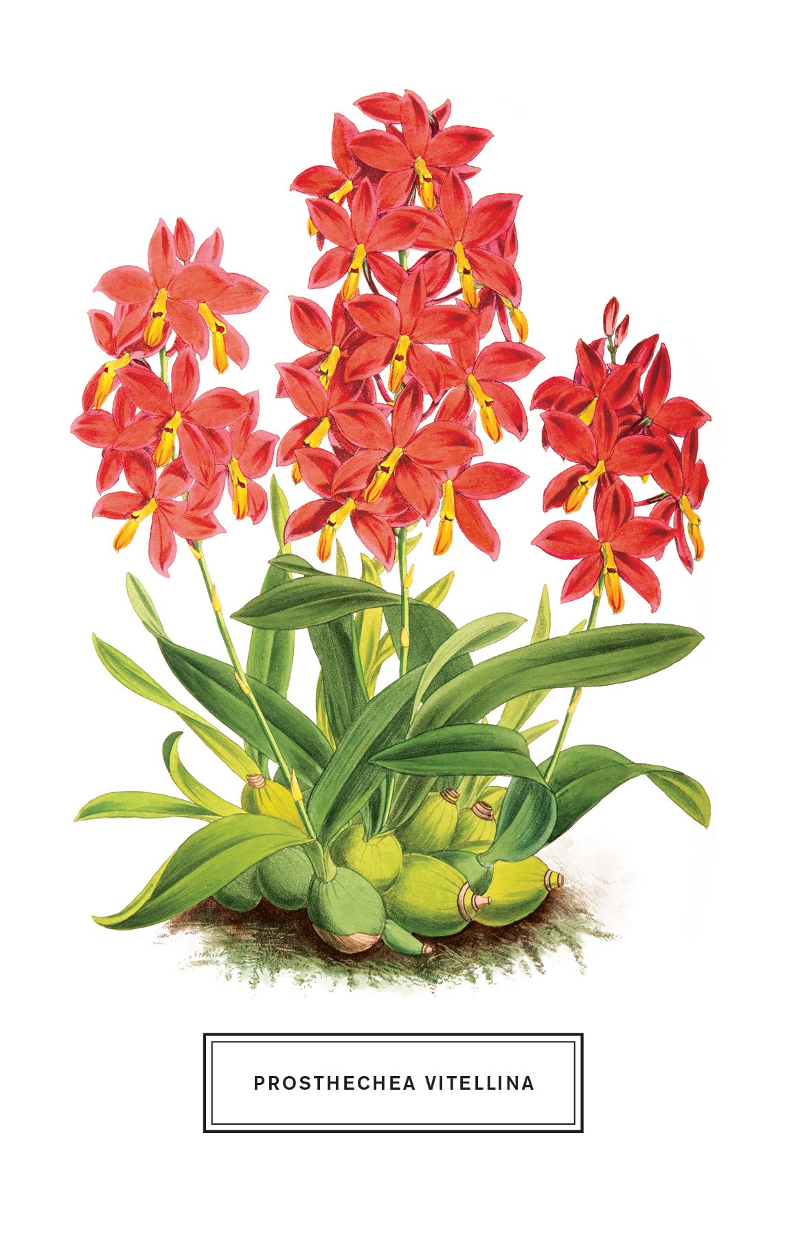 מארז 100 גלויות Botanicals