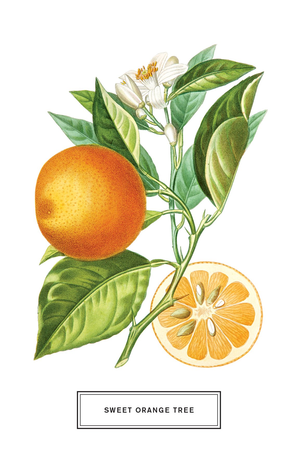 מארז 100 גלויות Botanicals