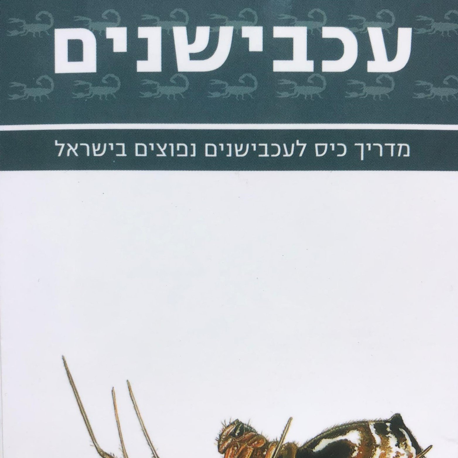 מדריך כיס לעכבישנים בישראל