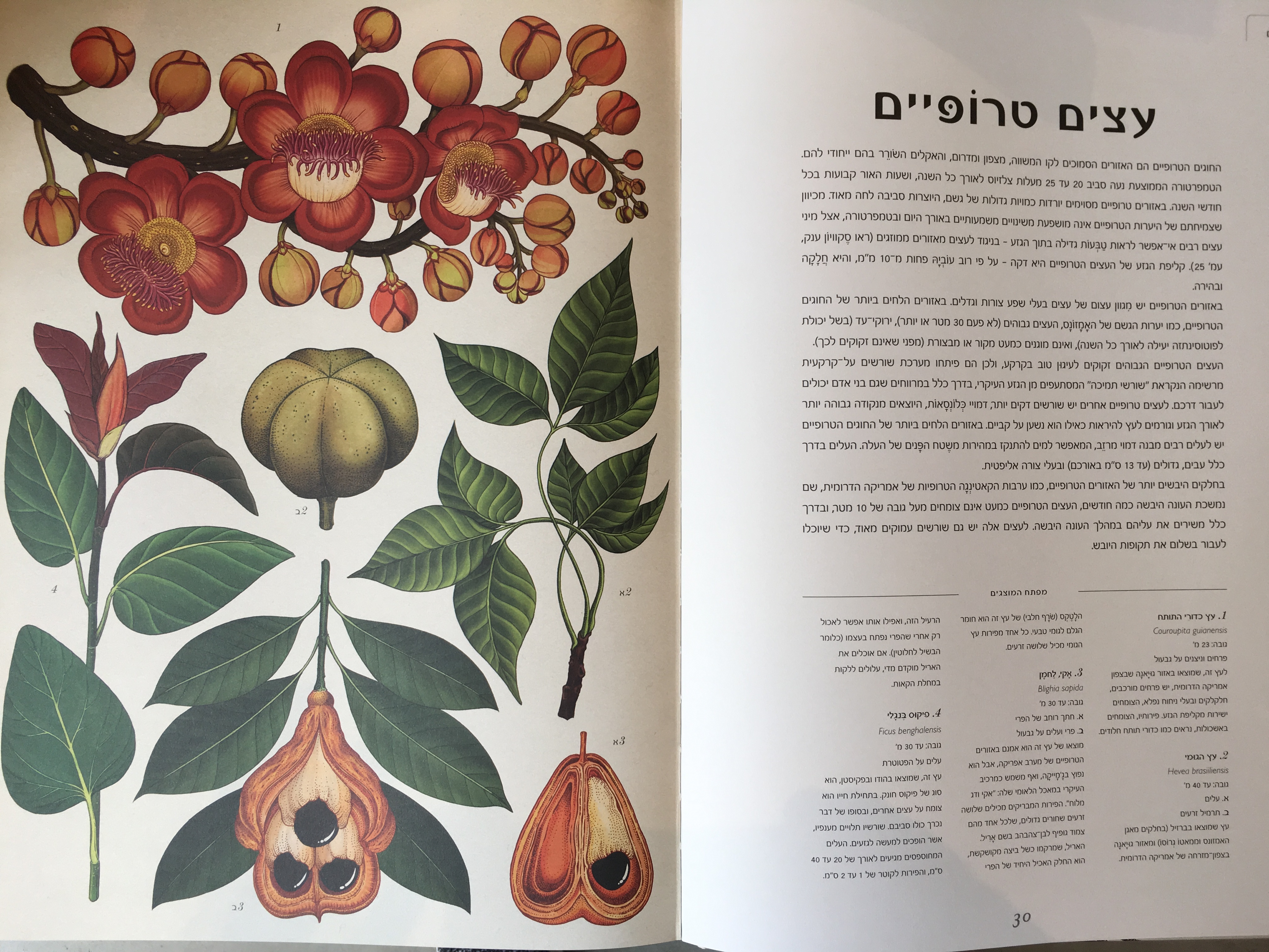 מוזיאון הצמחים