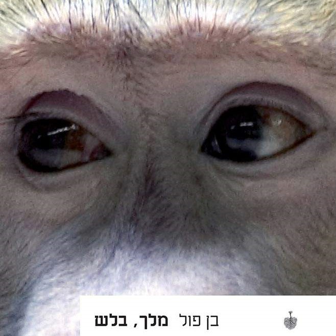 מלך, בלש
