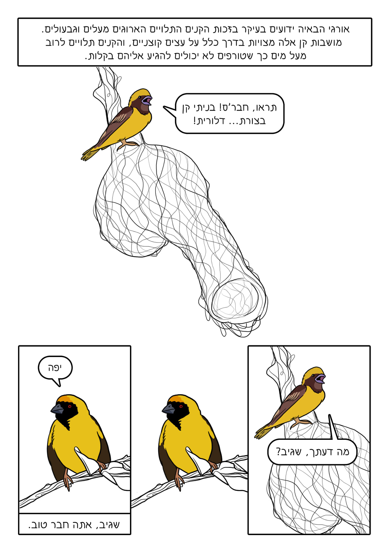 ספר הציפורים 2