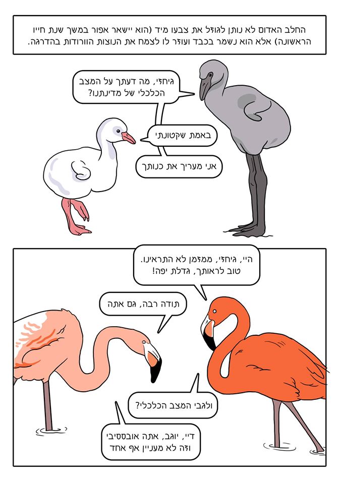 ספר הציפורים