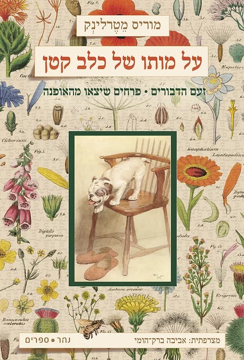 על מותו של כלב קטן