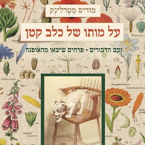 על מותו של כלב קטן