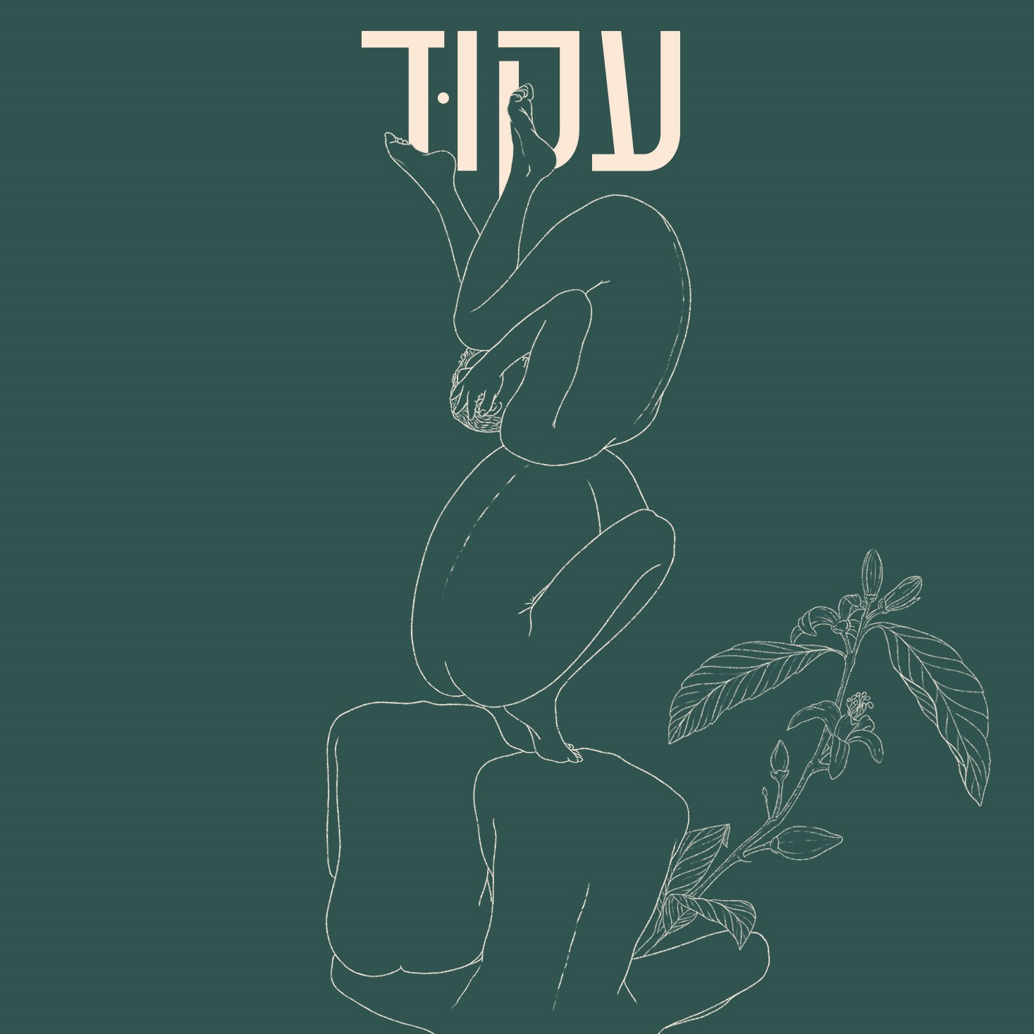עקוד