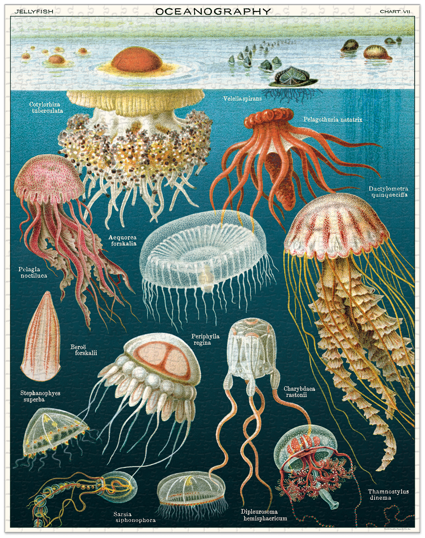 פאזל מדוזות Jelly Fish וינטג' 1,000 חלקים