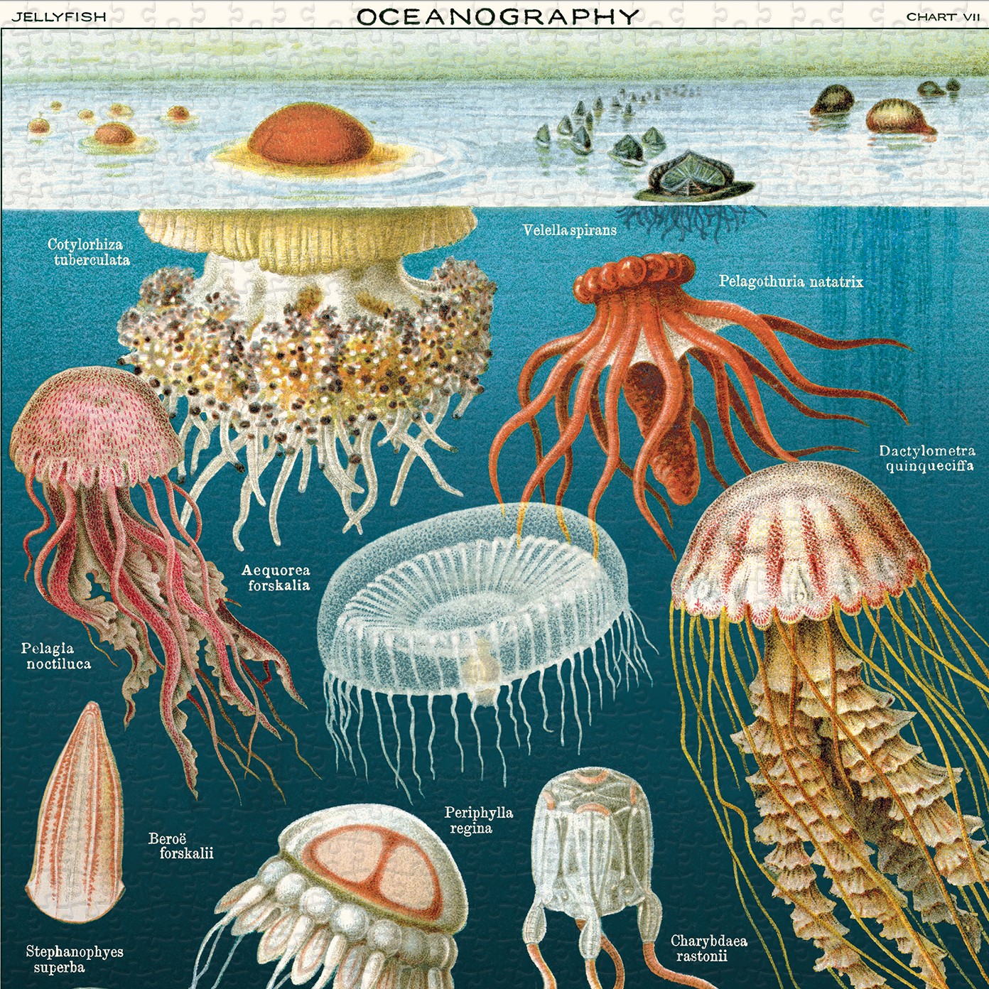 פאזל מדוזות Jelly Fish וינטג' 1,000 חלקים