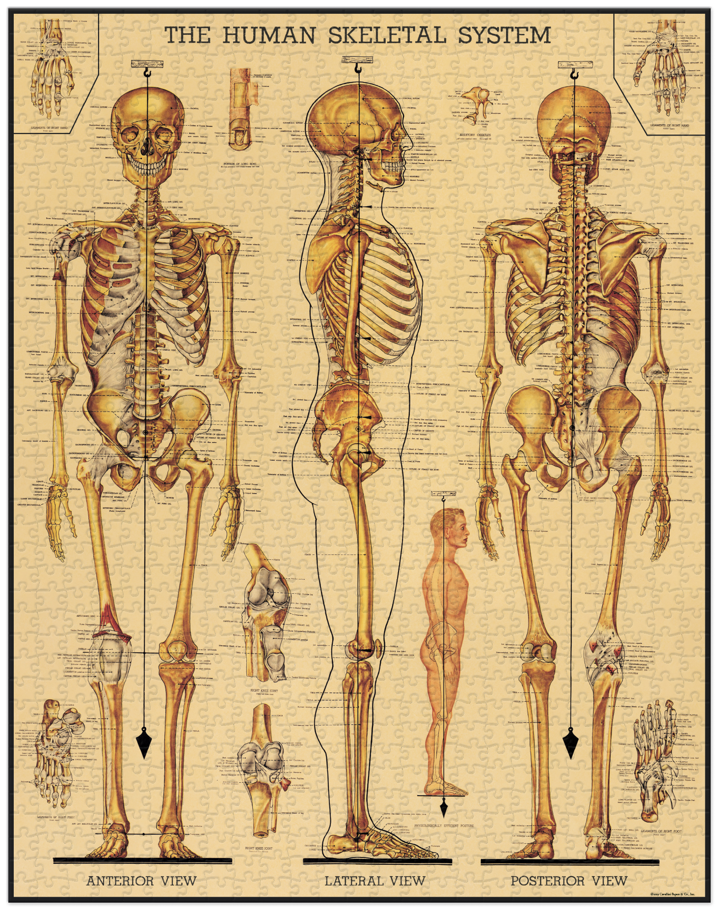 פאזל מערכת השלד Skeletal System וינטג' 1,000 חלקים