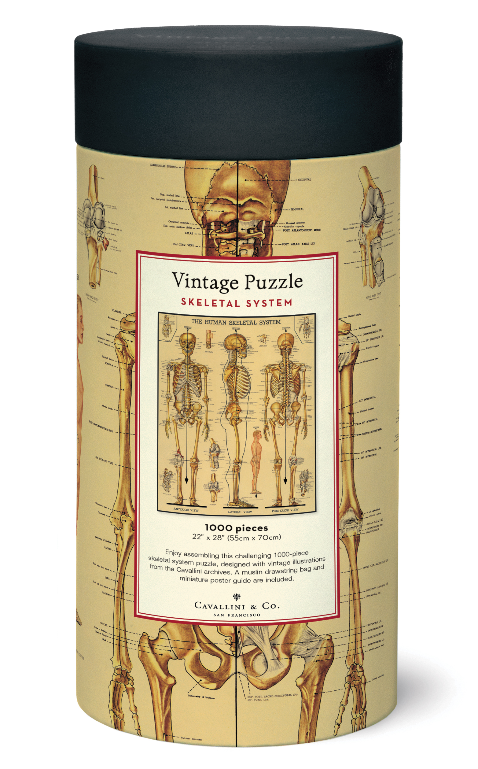 פאזל מערכת השלד Skeletal System וינטג' 1,000 חלקים