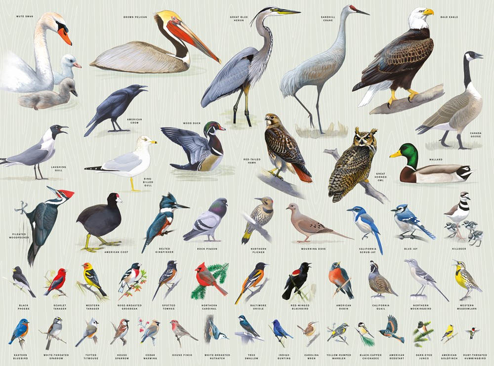 פאזל ציפורים 1,000 חלקים Sibley Backyard Birding