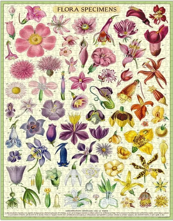 פאזל Flora Specimens וינטג' 1,000 חלקים