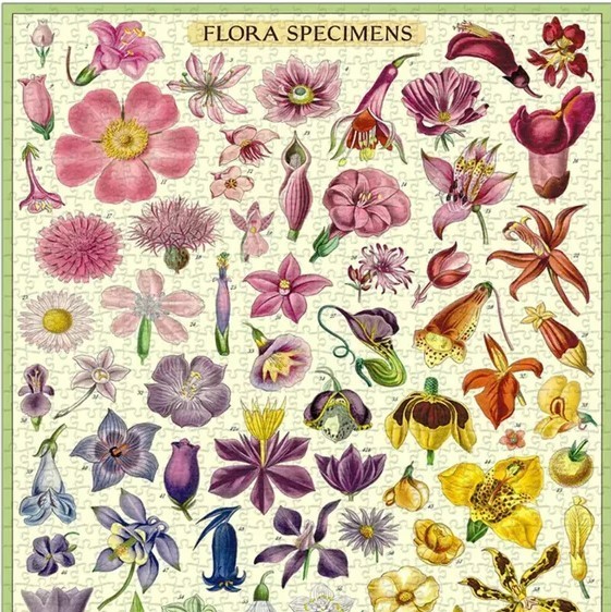 פאזל Flora Specimens וינטג' 1,000 חלקים