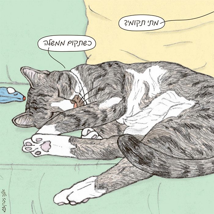 פינת ליטוף 3 האוסף