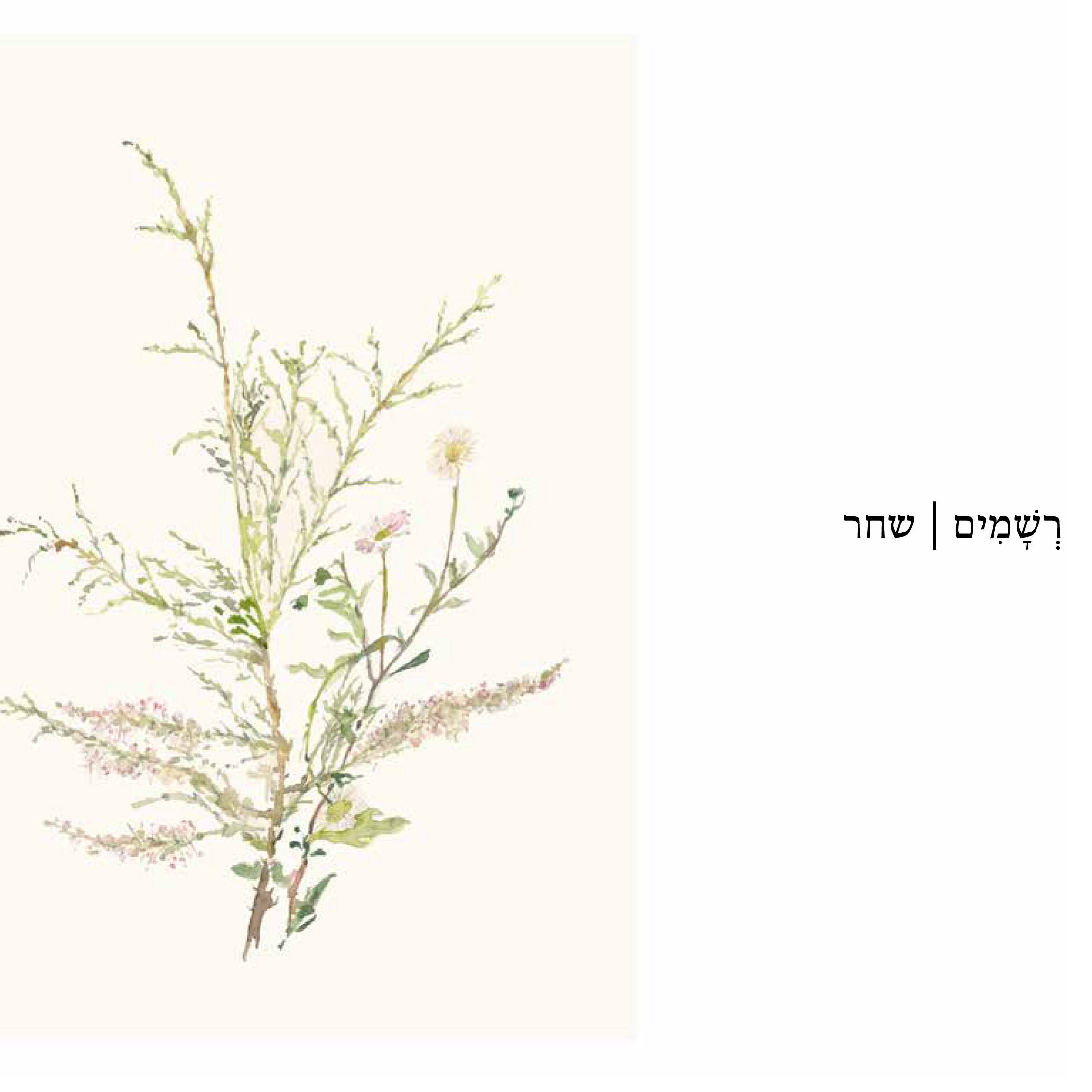 רשמים| שחר