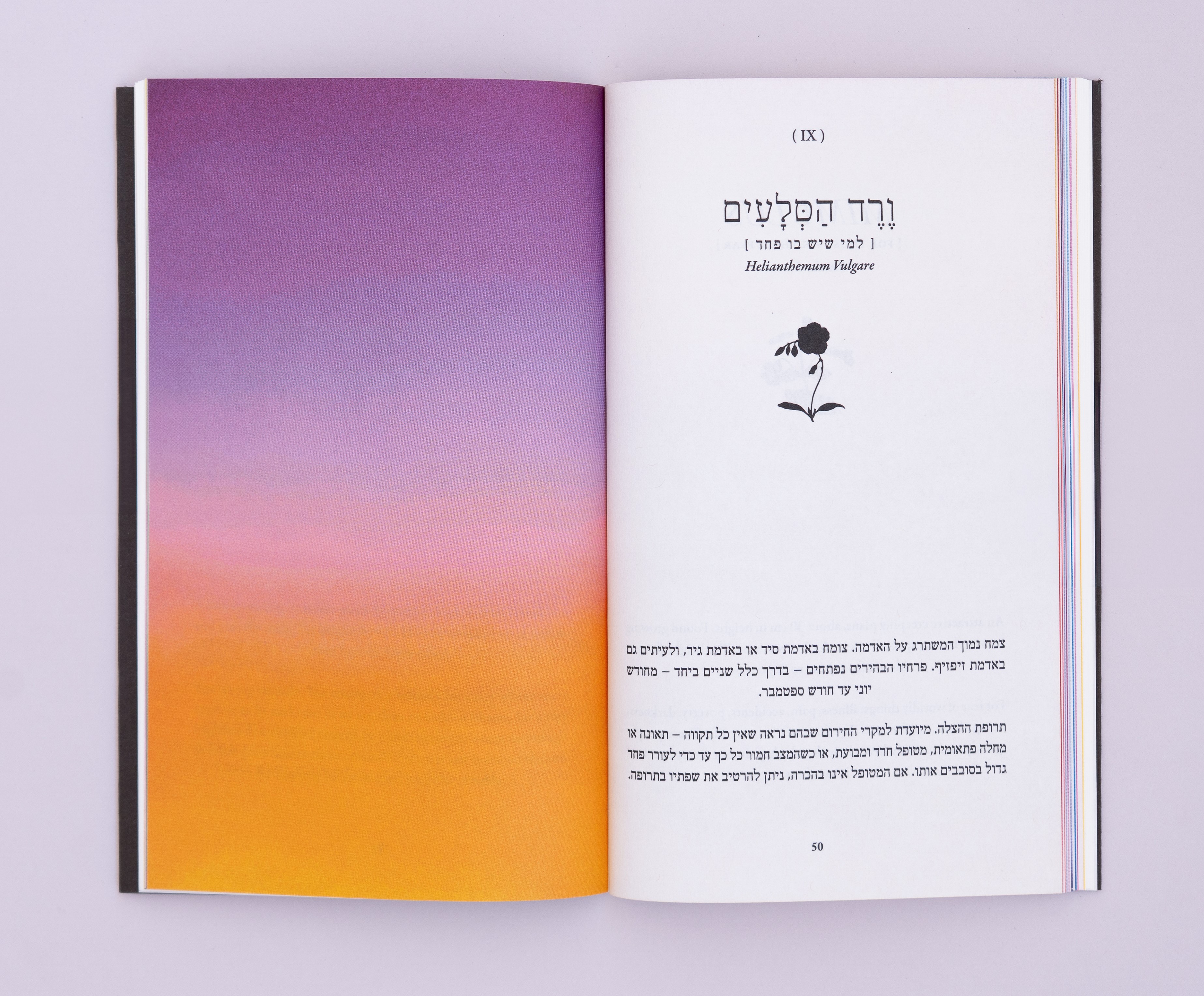 שניים־עשר המרפאים