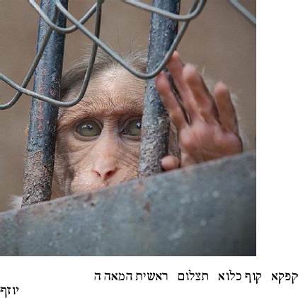 תמונות של בשר