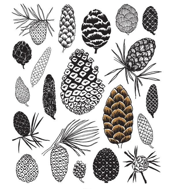 Twenty Ways to Draw a Tree