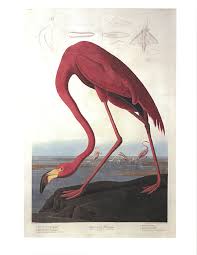 Amazing Rare Things The Art of Natural History in the Age of Discovery