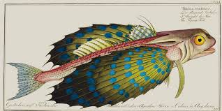 Amazing Rare Things The Art of Natural History in the Age of Discovery