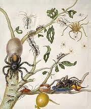 Amazing Rare Things The Art of Natural History in the Age of Discovery