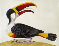Amazing Rare Things The Art of Natural History in the Age of Discovery