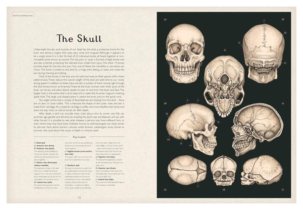 Anatomicum: Welcome to the Museum