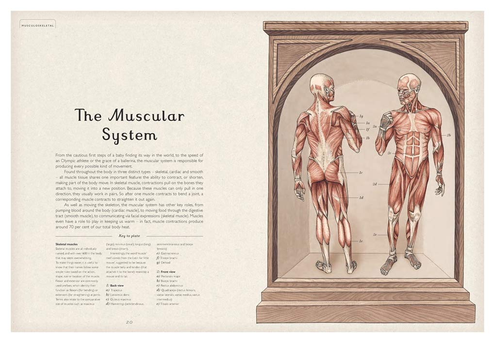 Anatomicum: Welcome to the Museum