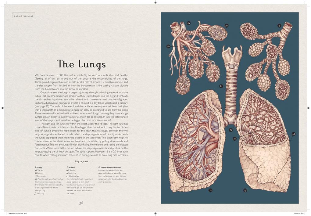 Anatomicum: Welcome to the Museum