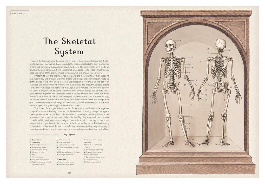 Anatomicum: Welcome to the Museum
