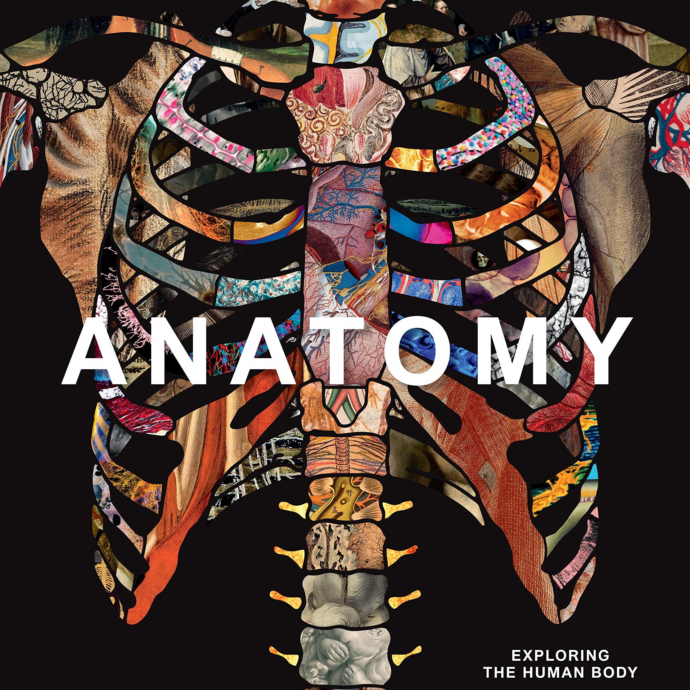 Anatomy: Exploring the Human Body