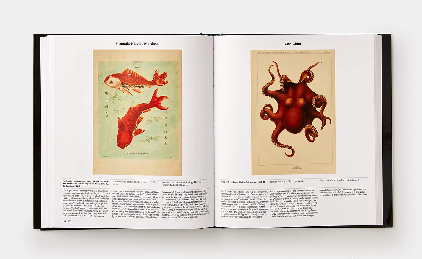Animal: Exploring the Zoological World