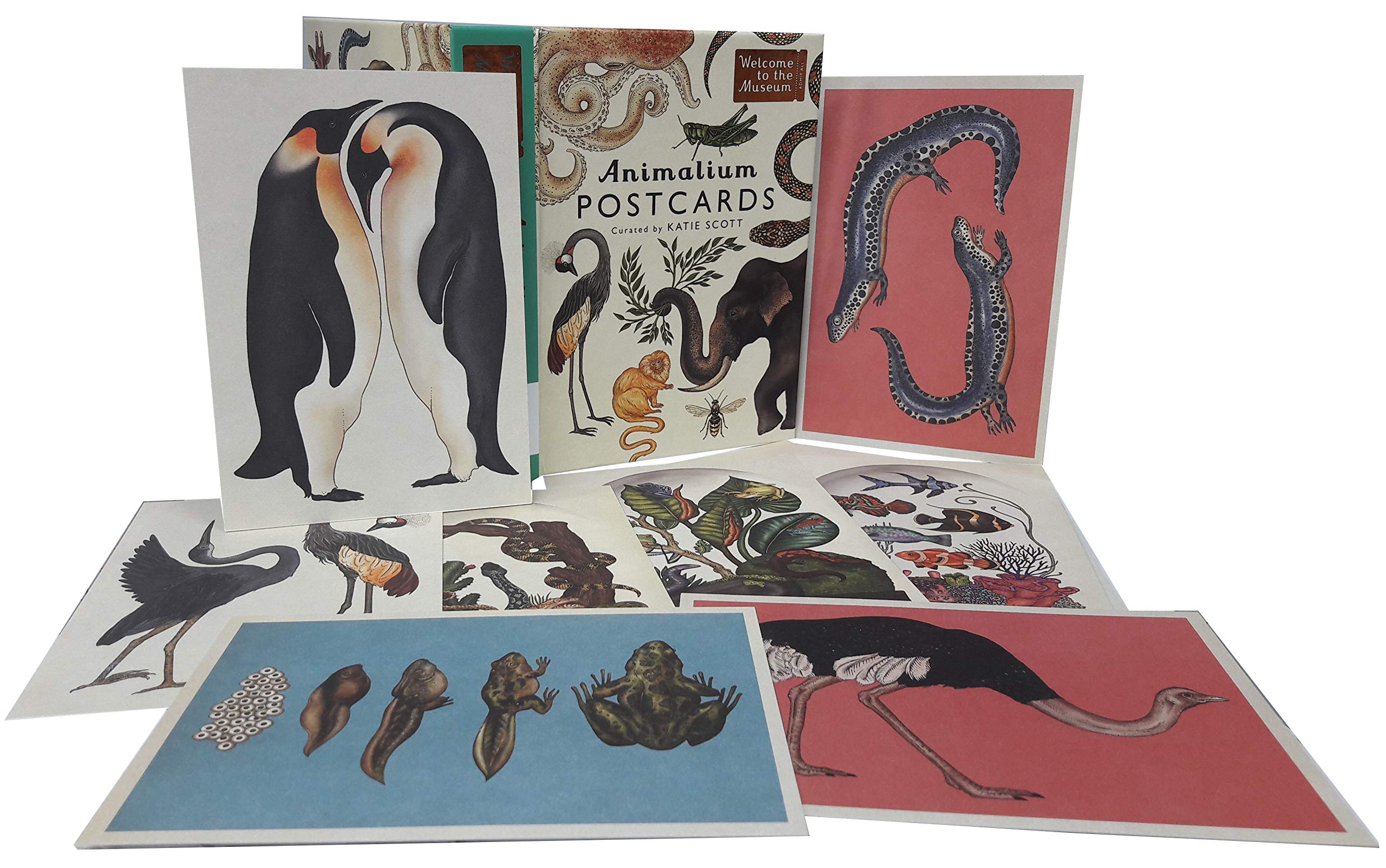 Animalium Postcards Welcome To The Museum