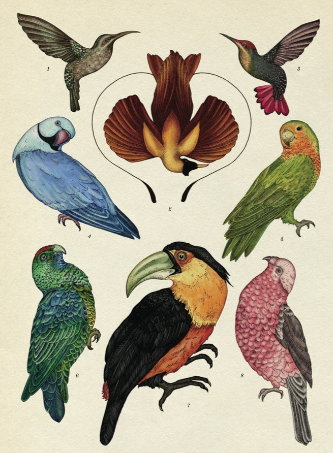 Animalium: Welcome to the Museum