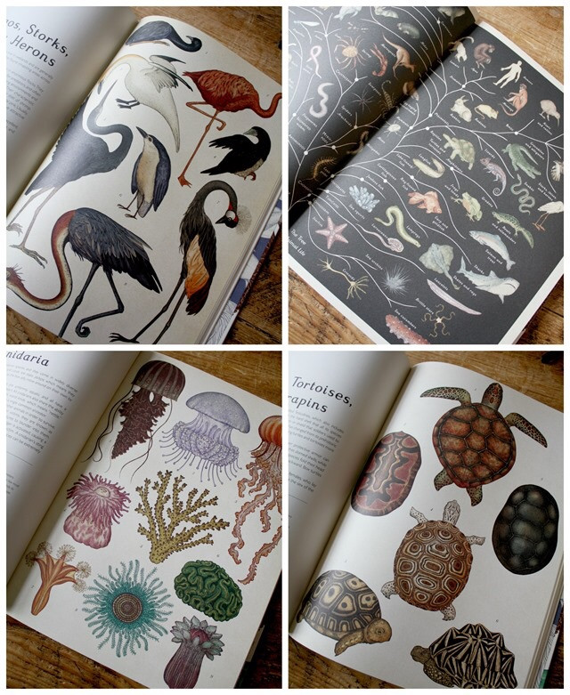 Animalium: Welcome to the Museum