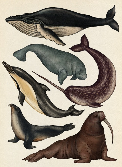 Animalium: Welcome to the Museum
