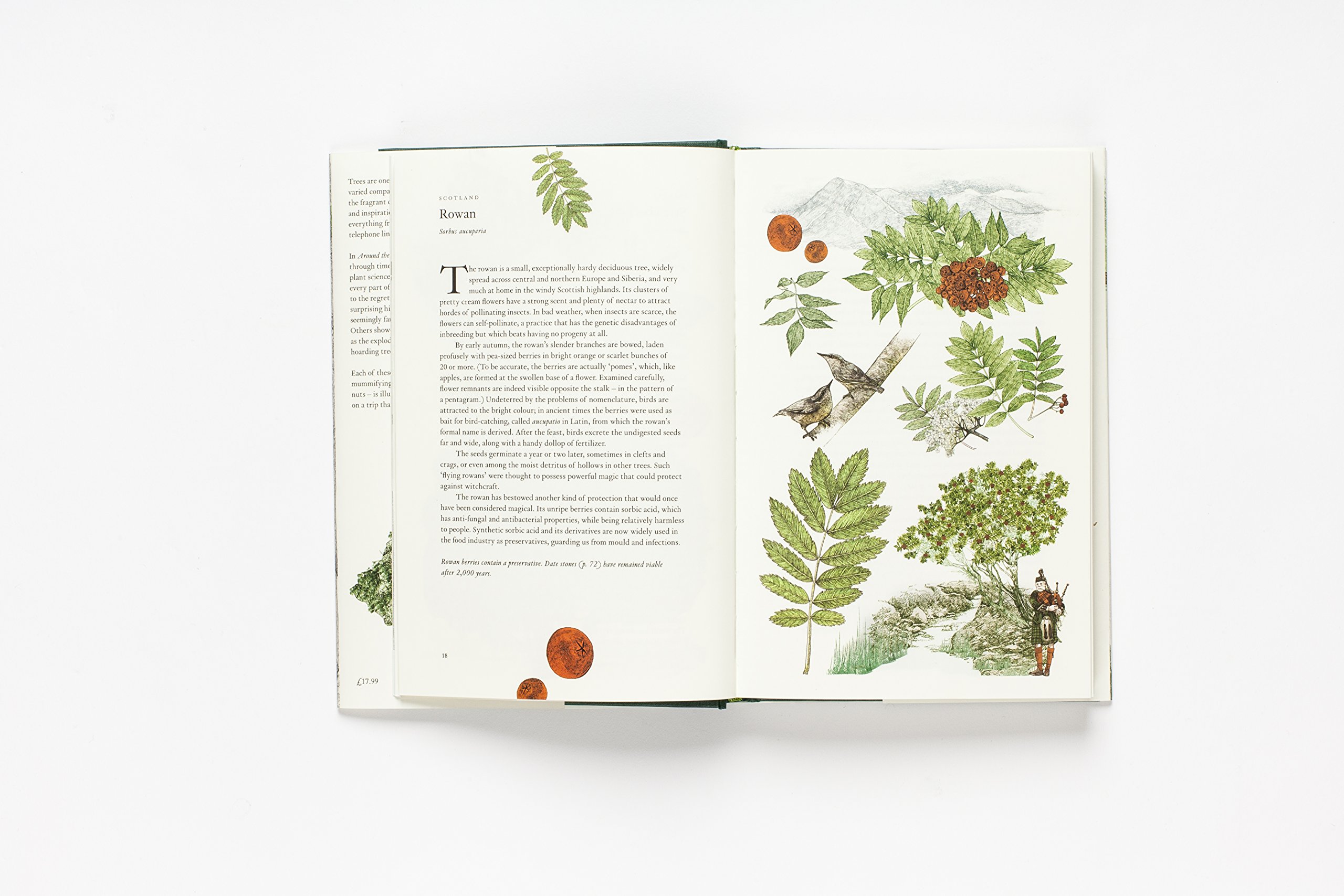 Around the World in 80 Trees