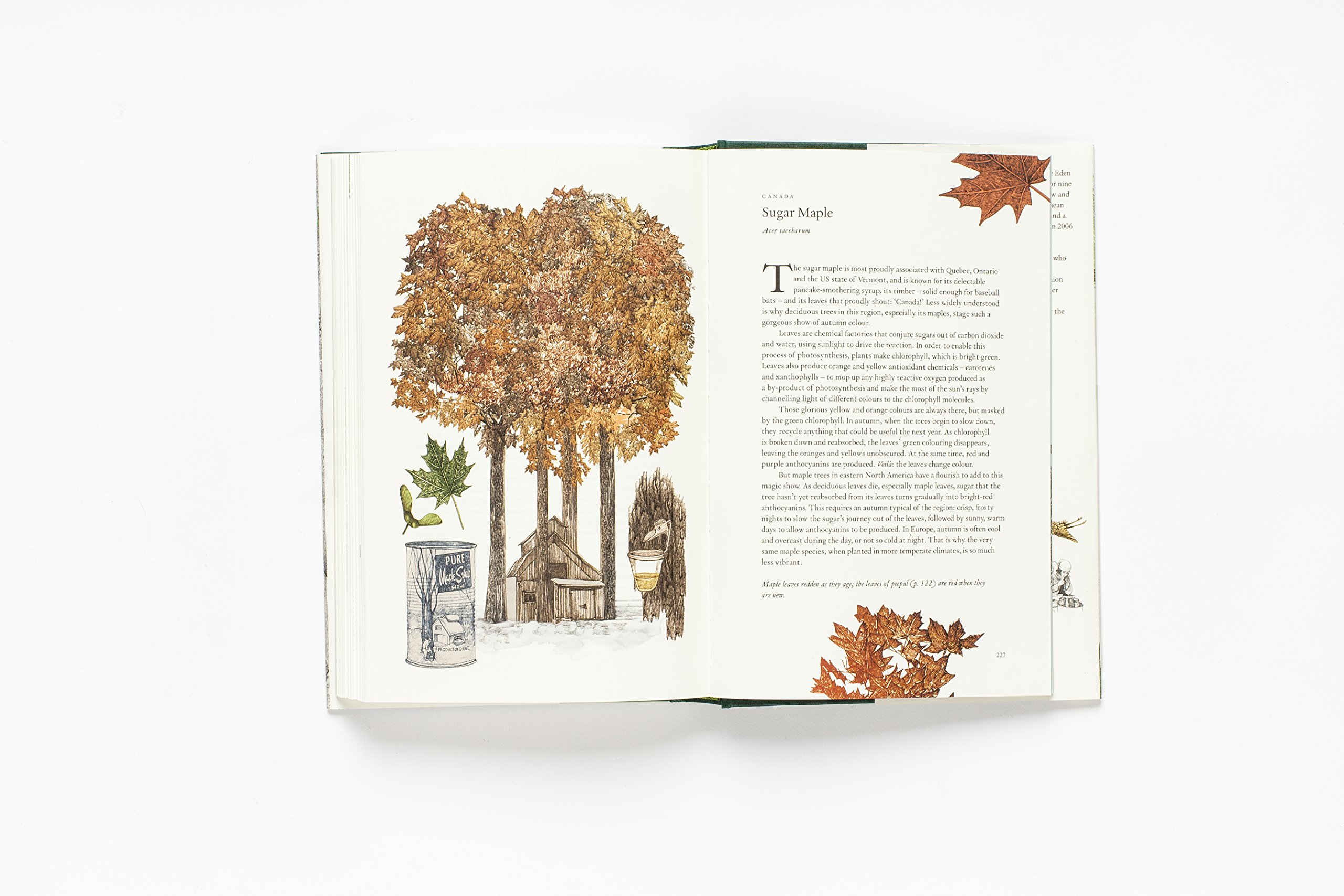 Around the World in 80 Trees