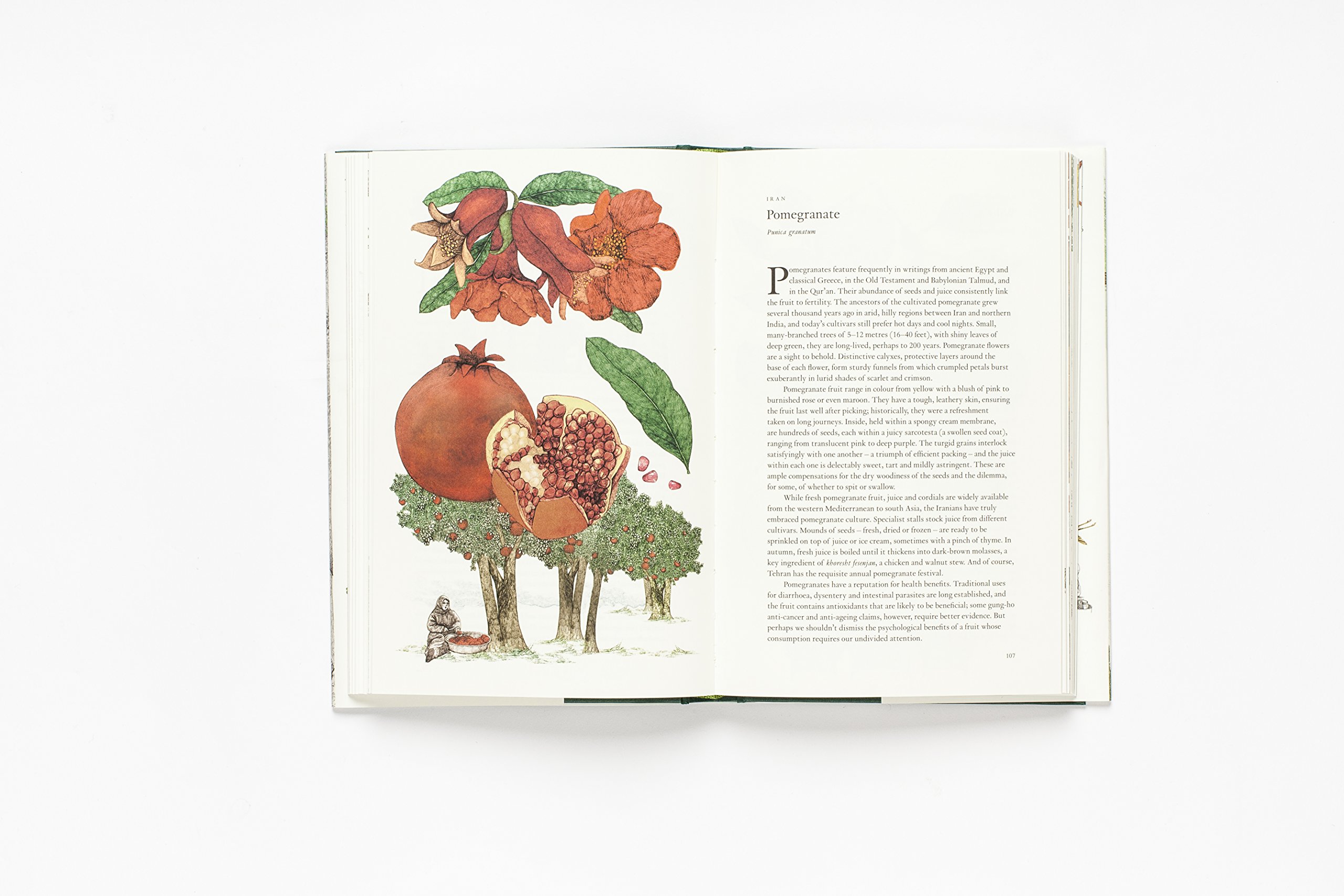 Around the World in 80 Trees