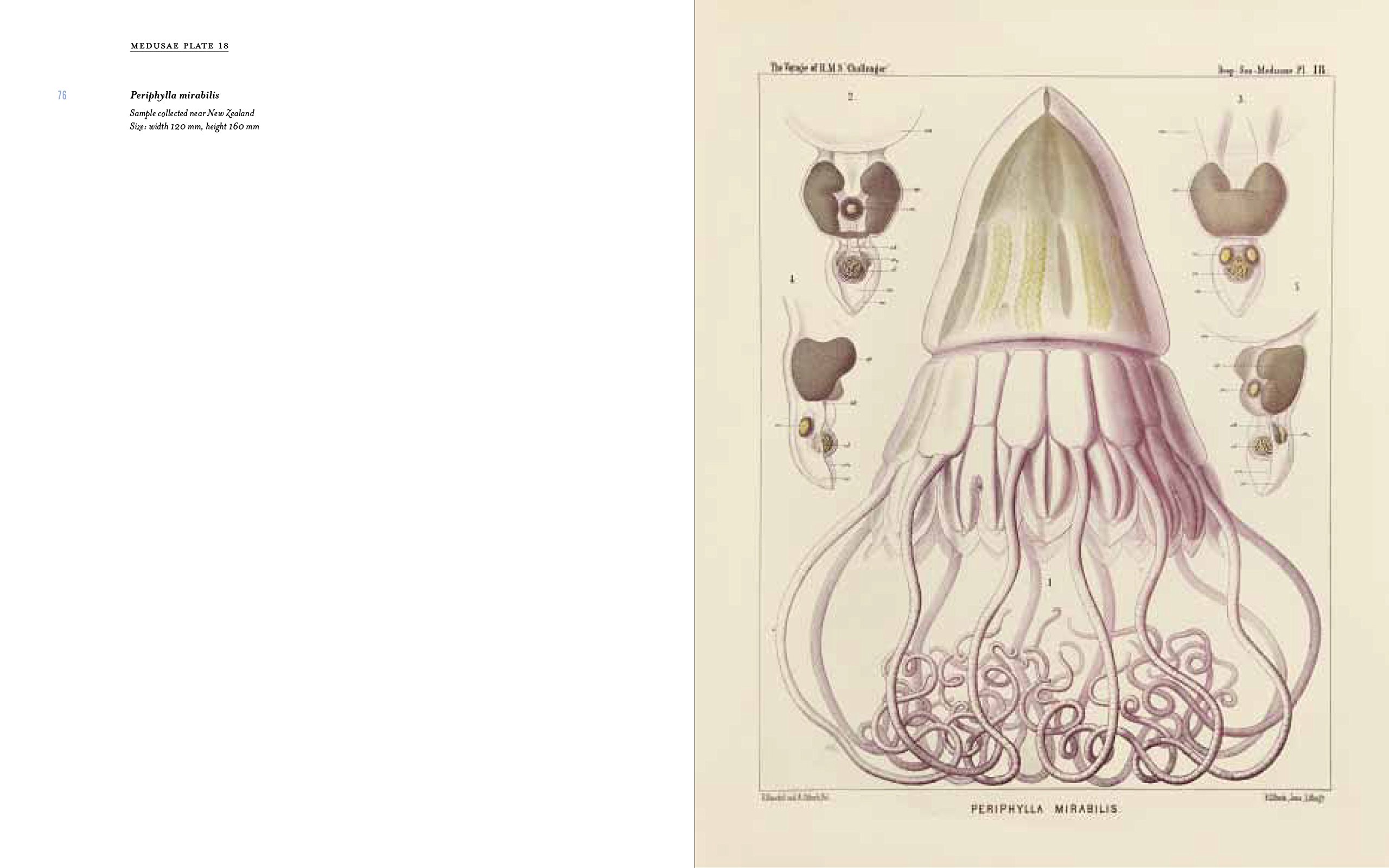Art Forms from the Abyss