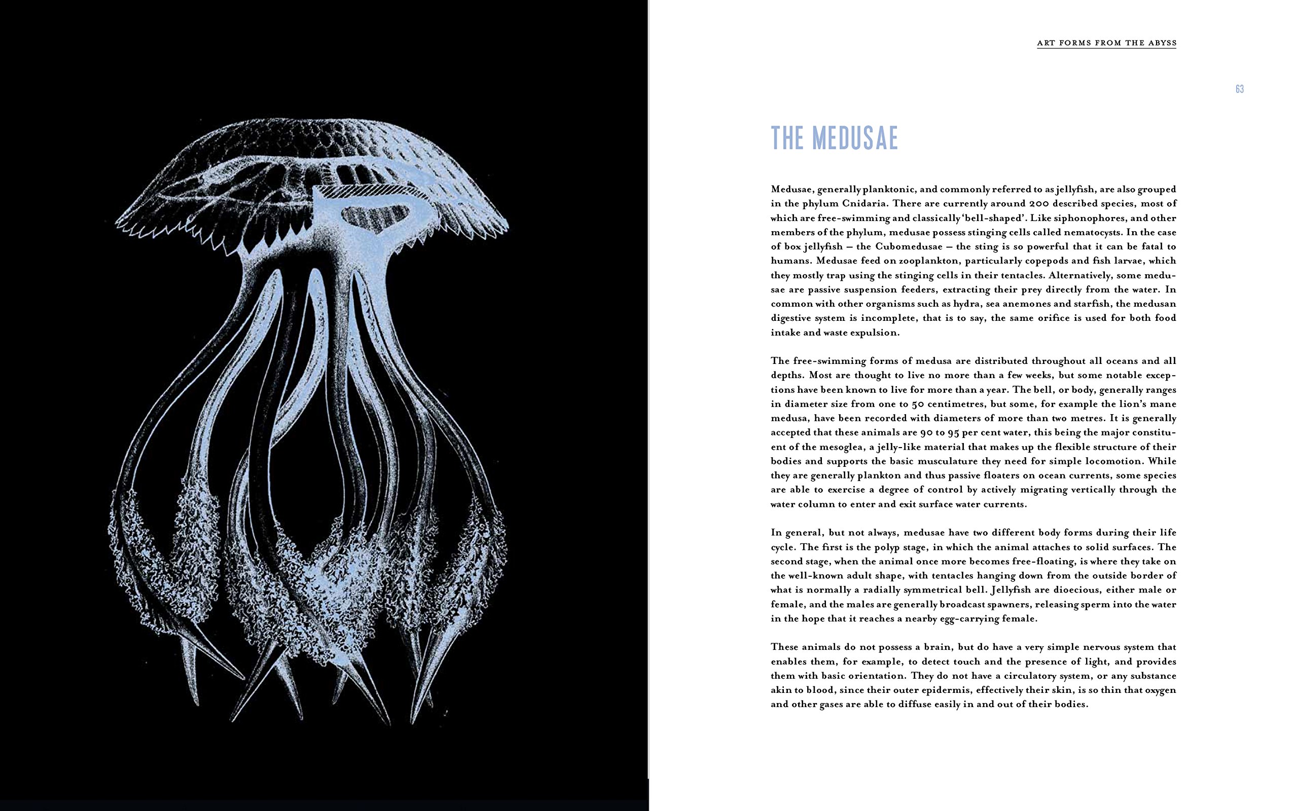 Art Forms from the Abyss